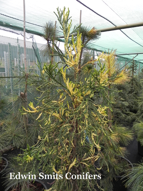 Cryptomeria japonica 'Rasen Variegated'